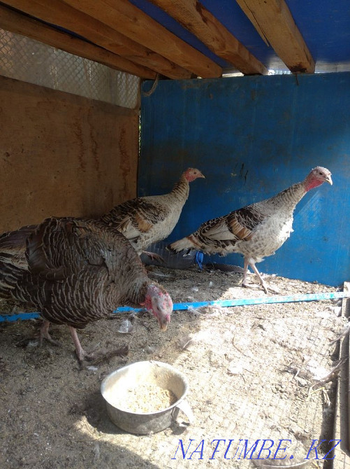 Продам мододых индюшек Мухаметжан Туймебаева - изображение 3