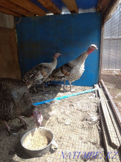 Продам мододых индюшек Мухаметжан Туймебаева - изображение 2