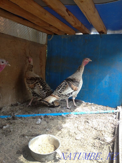 Продам мододых индюшек Мухаметжан Туймебаева - изображение 4