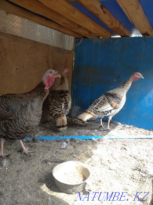 Продам мододых индюшек Мухаметжан Туймебаева - изображение 1