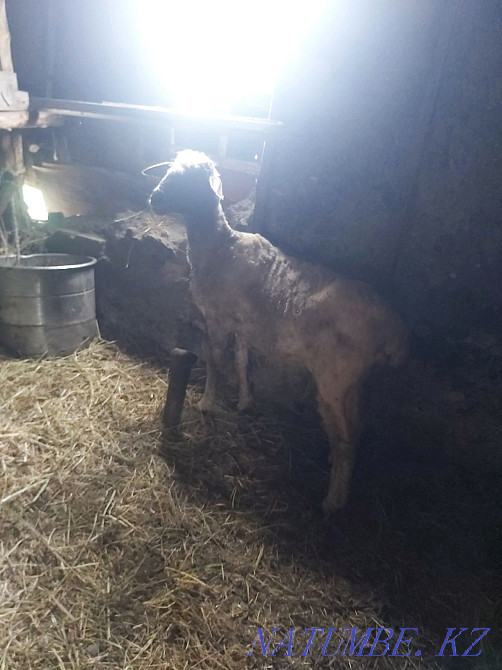 Продам баран на откорме  - изображение 4