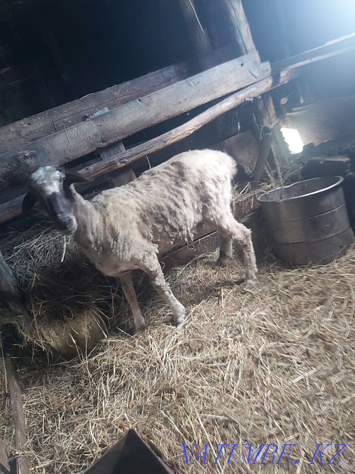 Продам баран на откорме  - изображение 1