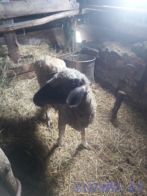 Продам баран на откорме  - изображение 3