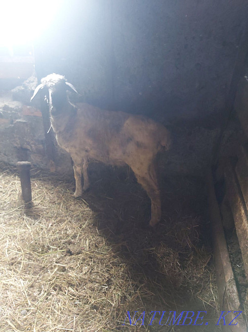 Продам баран на откорме  - изображение 2