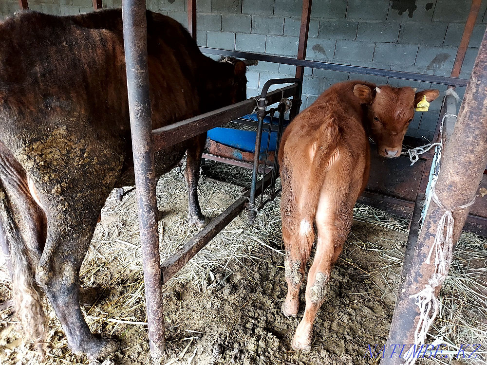 Продам корову с теленком  - изображение 2