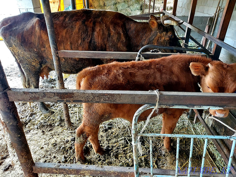 Продам корову с теленком  - изображение 4