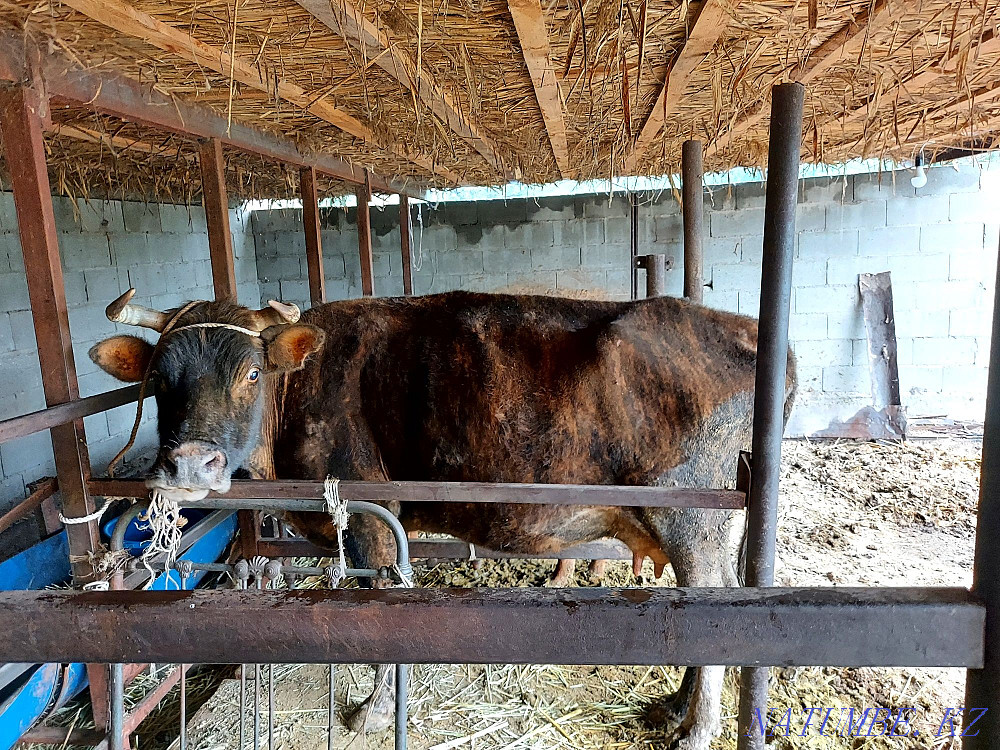 Продам корову с теленком  - изображение 1