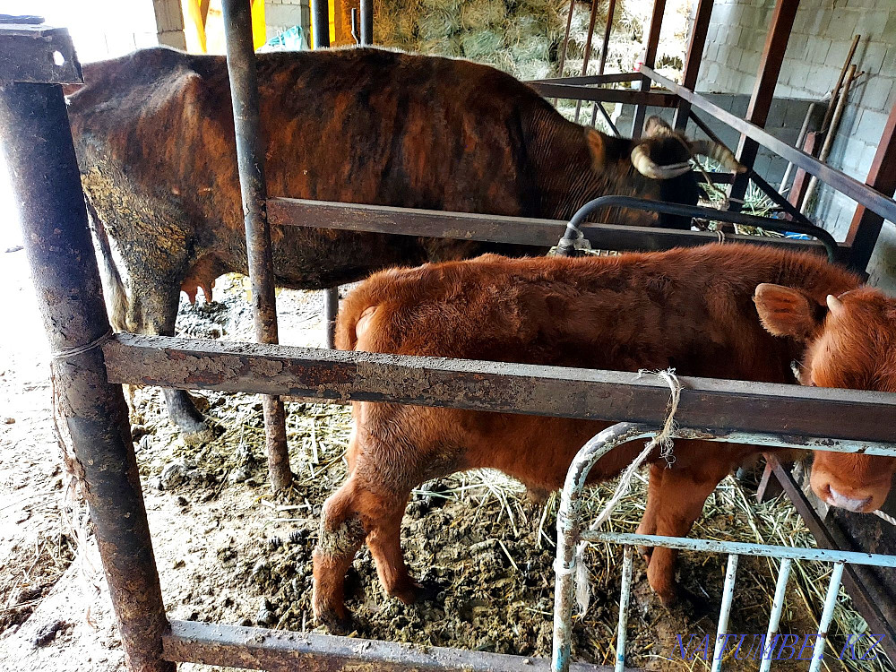 Продам корову с теленком  - изображение 3