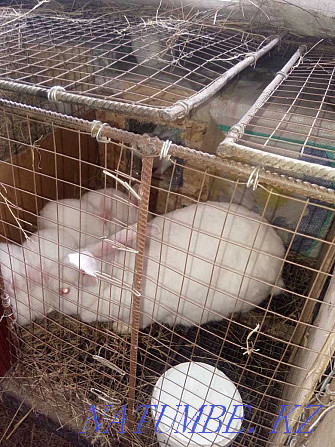 I will sell a rabbit with rabbits Semey - photo 3