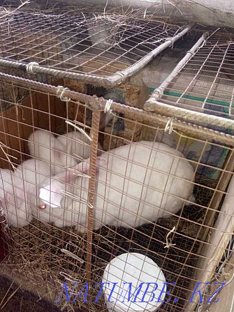 I will sell a rabbit with rabbits Semey - photo 2