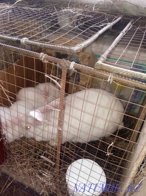 I will sell a rabbit with rabbits Semey - photo 3