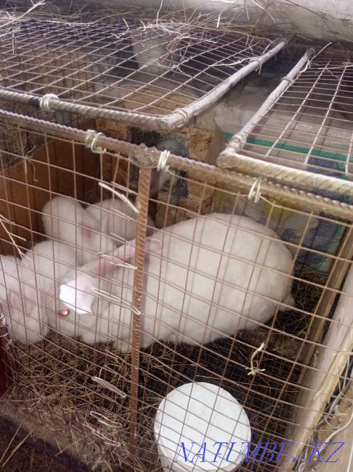 I will sell a rabbit with rabbits Semey - photo 2