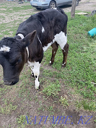 I will sell a calf Petropavlovsk - photo 2