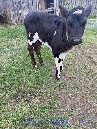 I will sell a calf Petropavlovsk - photo 3