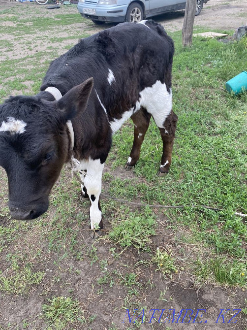 I will sell a calf Petropavlovsk - photo 2