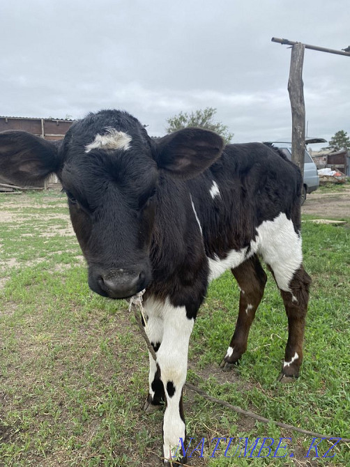 I will sell a calf Petropavlovsk - photo 1