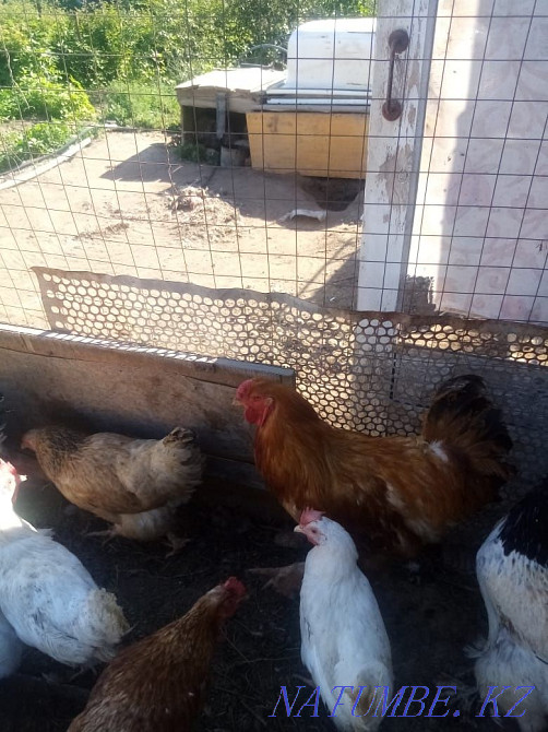 Selling two roosters, brahma and rustic, Zhezqazghan - photo 1