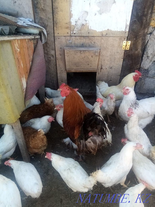 Selling two roosters, brahma and rustic, Zhezqazghan - photo 2