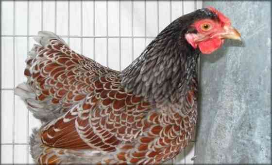 Цыплята чистокровные породы виандот Petropavlovsk