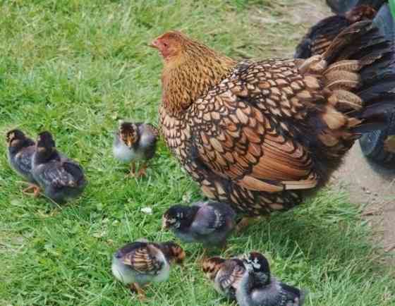 Цыплята чистокровные породы виандот Petropavlovsk