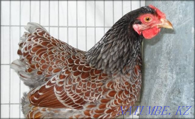 Wyandot purebred chickens Petropavlovsk - photo 3