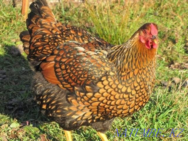 Цыплята чистокровные породы виандот Петропавловск - изображение 2