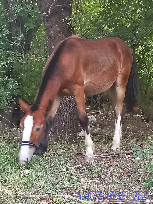 ??нан шы?па сатылады Туркестан - изображение 3