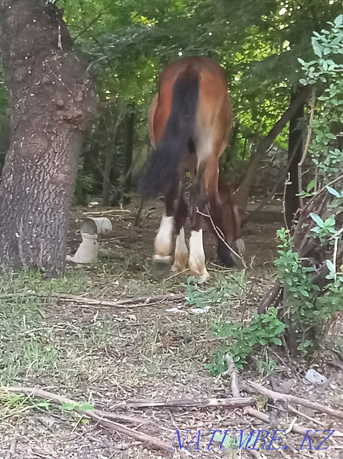 ??нан шы?па сатылады Туркестан - изображение 5