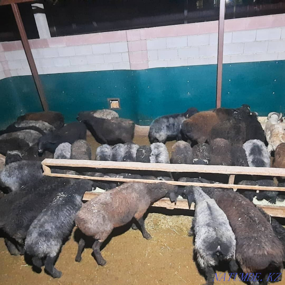 Мамыр семіз қой тоқты тұсақ қошқар  Қызылорда - изображение 5