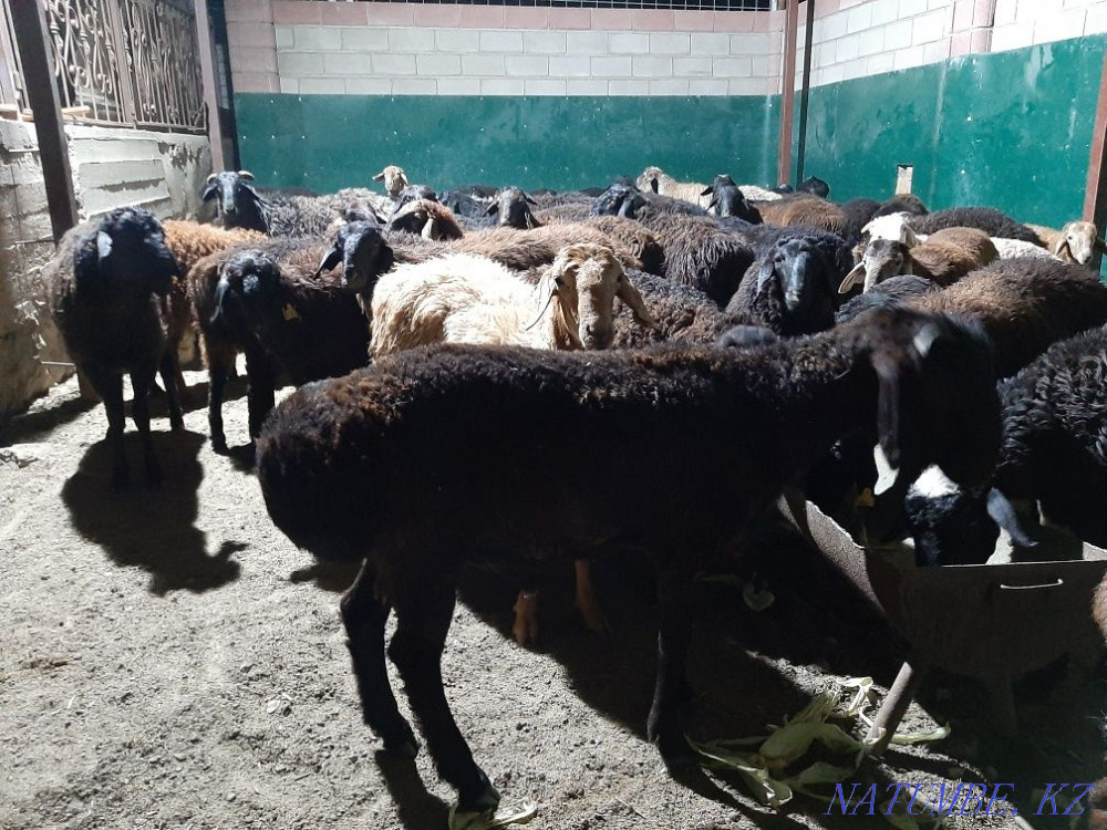 Кой токты тусак кошкар Кызылорда - изображение 5