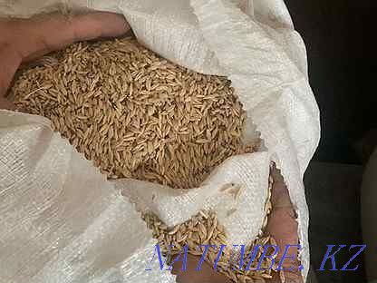 Feed barley in bags Almaty - photo 1