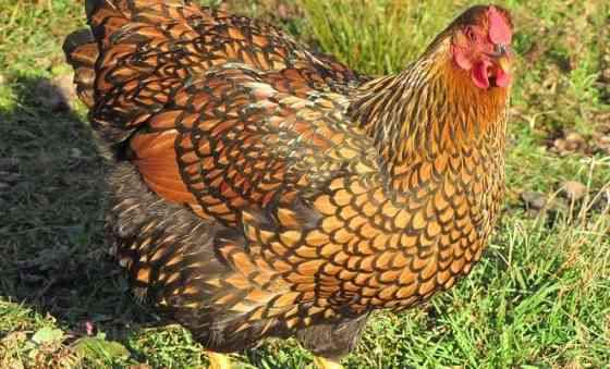 Инкубационное яйцо и цыплята породистых кур Petropavlovsk