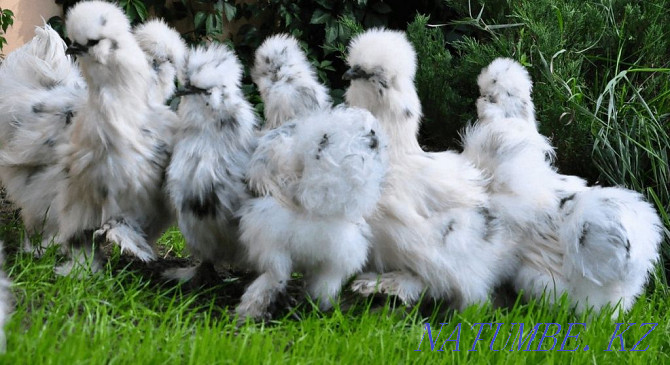 Hatching eggs and chickens of thoroughbred hens Petropavlovsk - photo 5