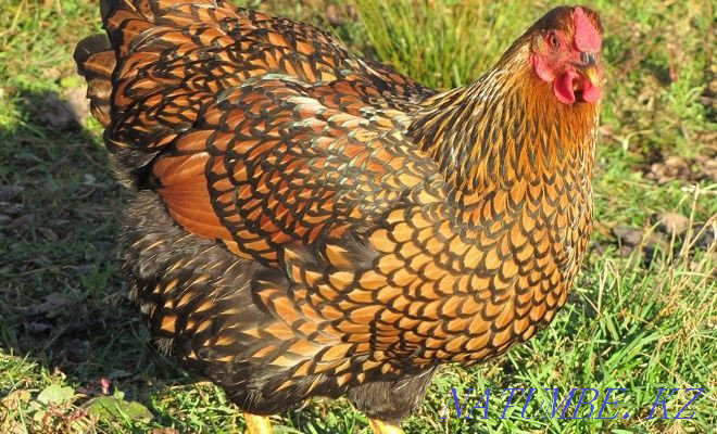 Hatching eggs and chickens of thoroughbred hens Petropavlovsk - photo 3