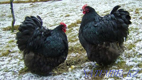 Hatching eggs and chickens of thoroughbred hens Petropavlovsk - photo 2