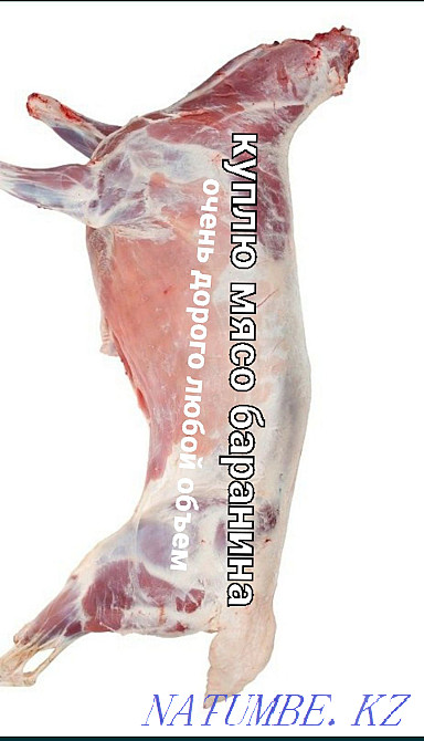 Приму мясо баранина Бостандык - изображение 1