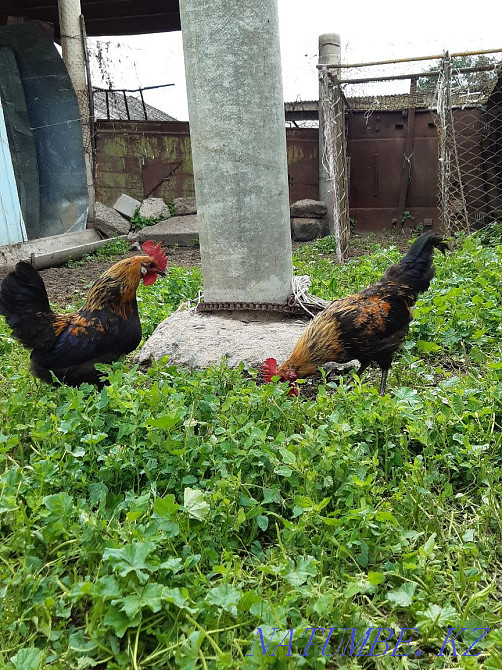 Korazdar satam home Каргалы - photo 1