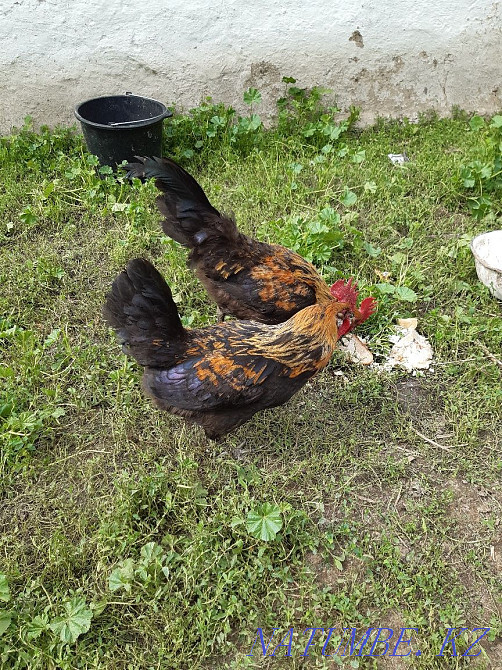 Korazdar satam home Каргалы - photo 3