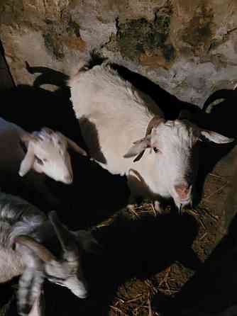 Продам коз или обменяю Степногорск