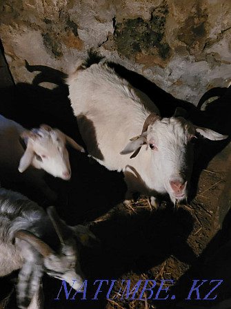 Продам коз или обменяю Степногорск - изображение 6