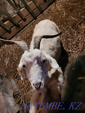 Продам коз или обменяю Степногорск - изображение 7