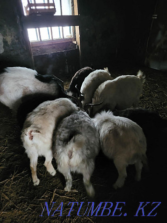 Продам коз или обменяю Степногорск - изображение 8