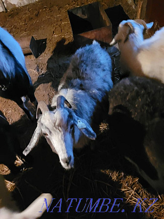 Продам коз или обменяю Степногорск - изображение 5