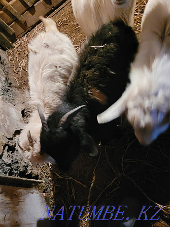 Продам коз или обменяю Степногорск - изображение 1