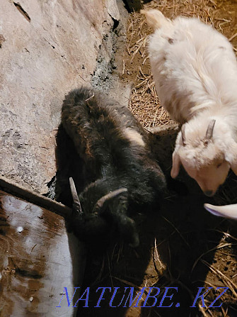 Продам коз или обменяю Степногорск - изображение 3