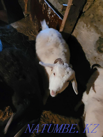 Продам коз или обменяю Степногорск - изображение 4