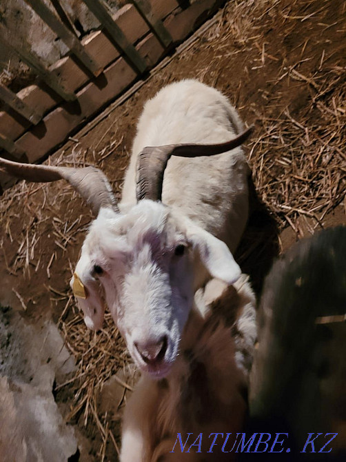 Продам коз или обменяю Степногорск - изображение 7