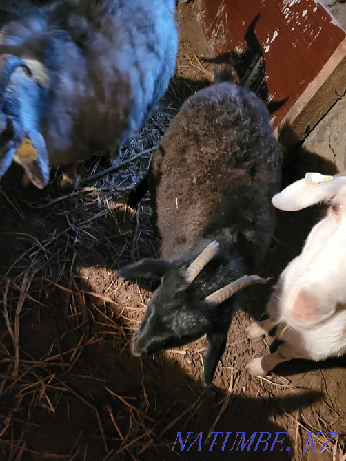 Продам коз или обменяю Степногорск - изображение 2