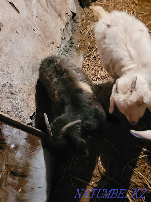 Продам коз или обменяю Степногорск - изображение 3