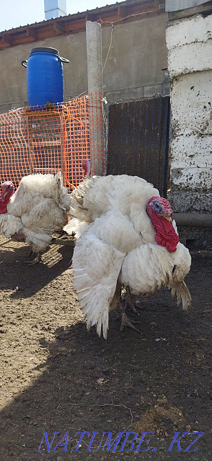 Kurke / k?rke / turkey poults daily for 1500 Мухаметжан Туймебаева - photo 2